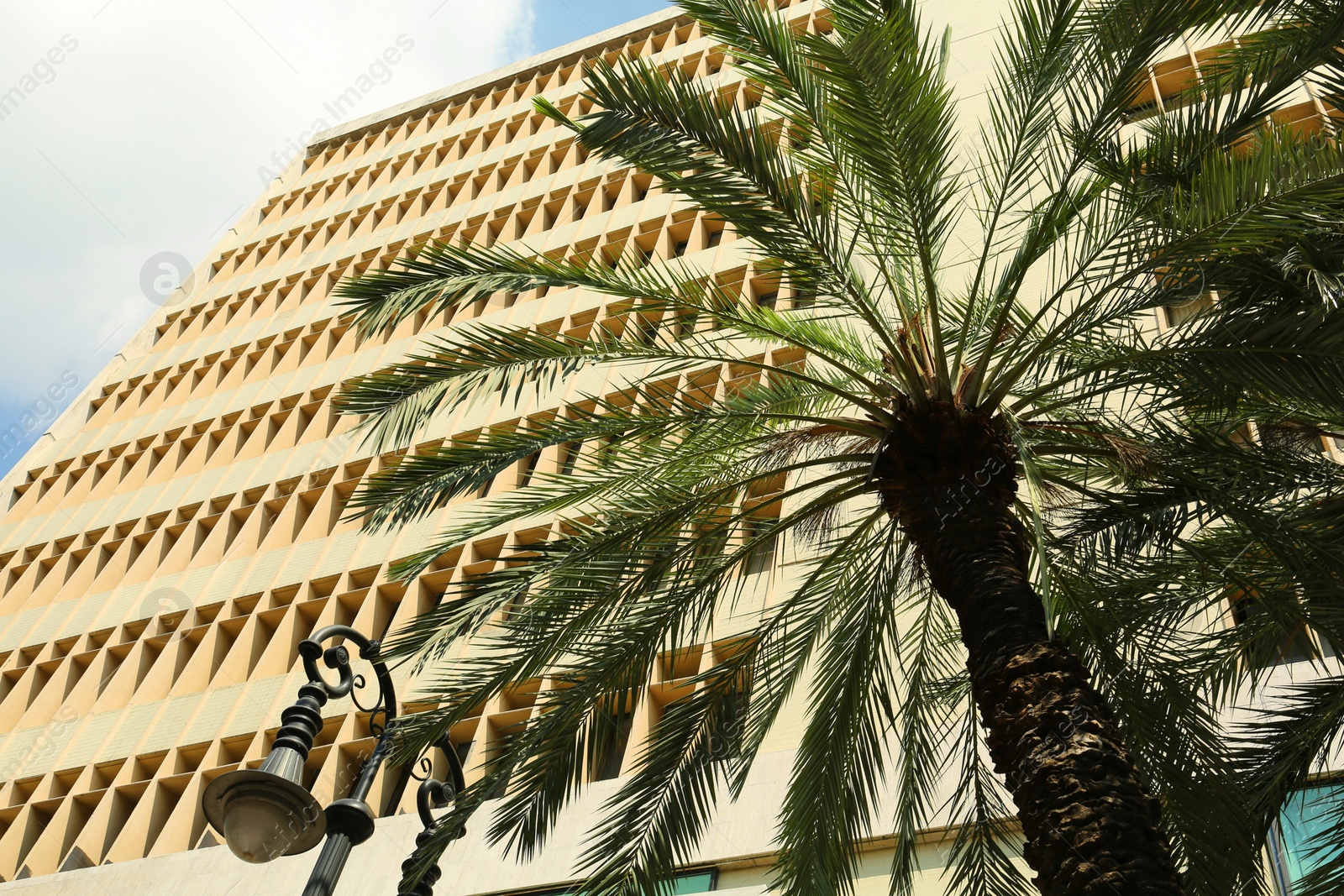 Photo of Palm tree near building in city, low angle view