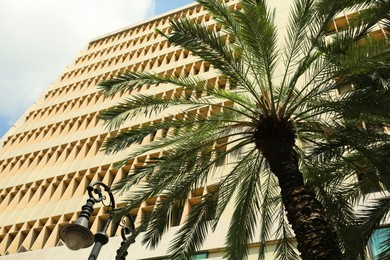 Photo of Palm tree near building in city, low angle view