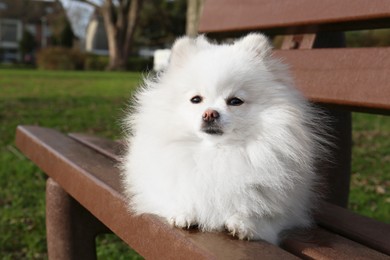 Photo of Cute fluffy Pomeranian dog on wooden bench outdoors. Lovely pet