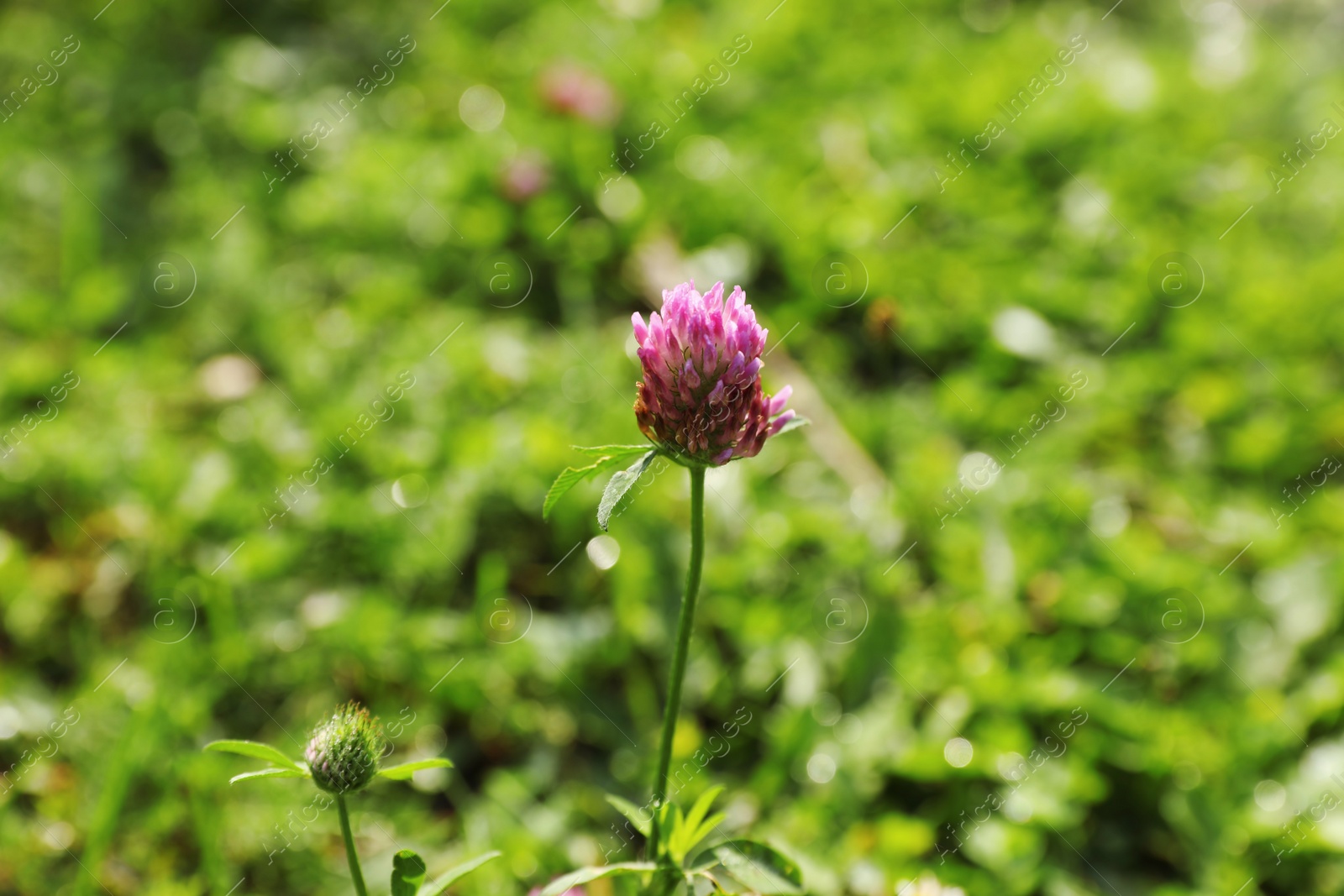 Photo of Green meadow with wild flowers on summer day, closeup