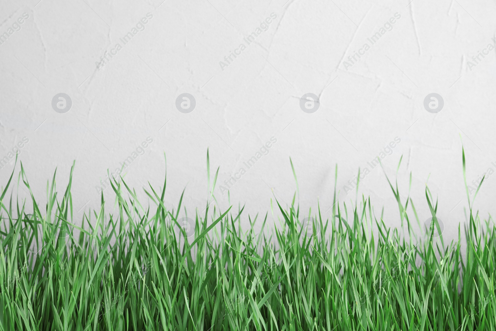 Photo of Fresh green grass near light fence. Space for text