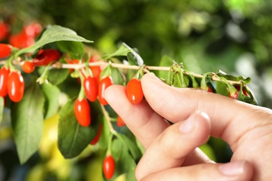 Photo of Woman holding branch with ripe fresh goji berries in garden, closeup