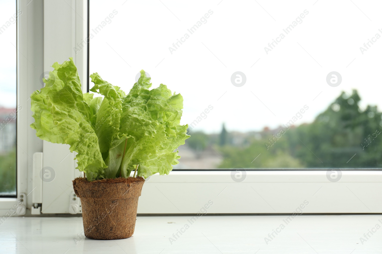 Photo of Lettuce growing in pot on window sill. Space for text