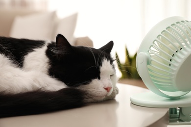 Photo of Cute fluffy cat enjoying air flow from fan on table indoors. Summer heat