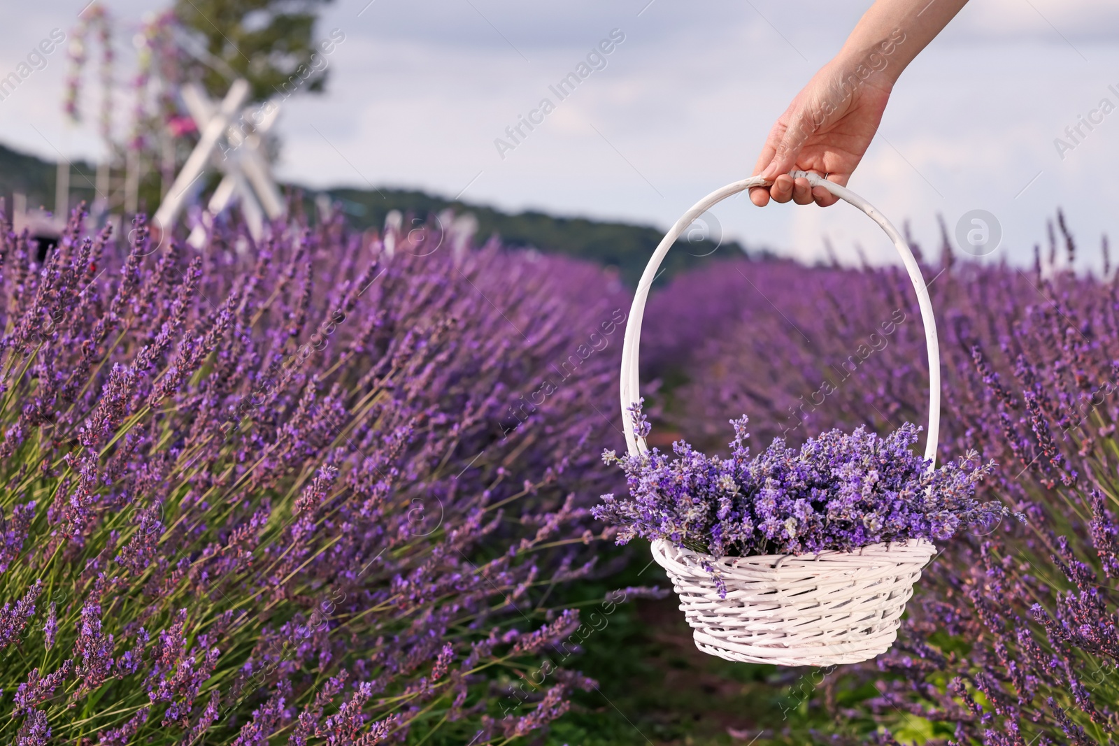 Photo of Woman holding wicker basket with lavender in field, closeup. Space for text