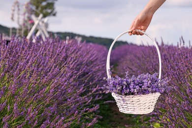 Photo of Woman holding wicker basket with lavender in field, closeup. Space for text