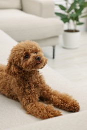 Photo of Cute Maltipoo dog resting on comfortable sofa at home. Lovely pet