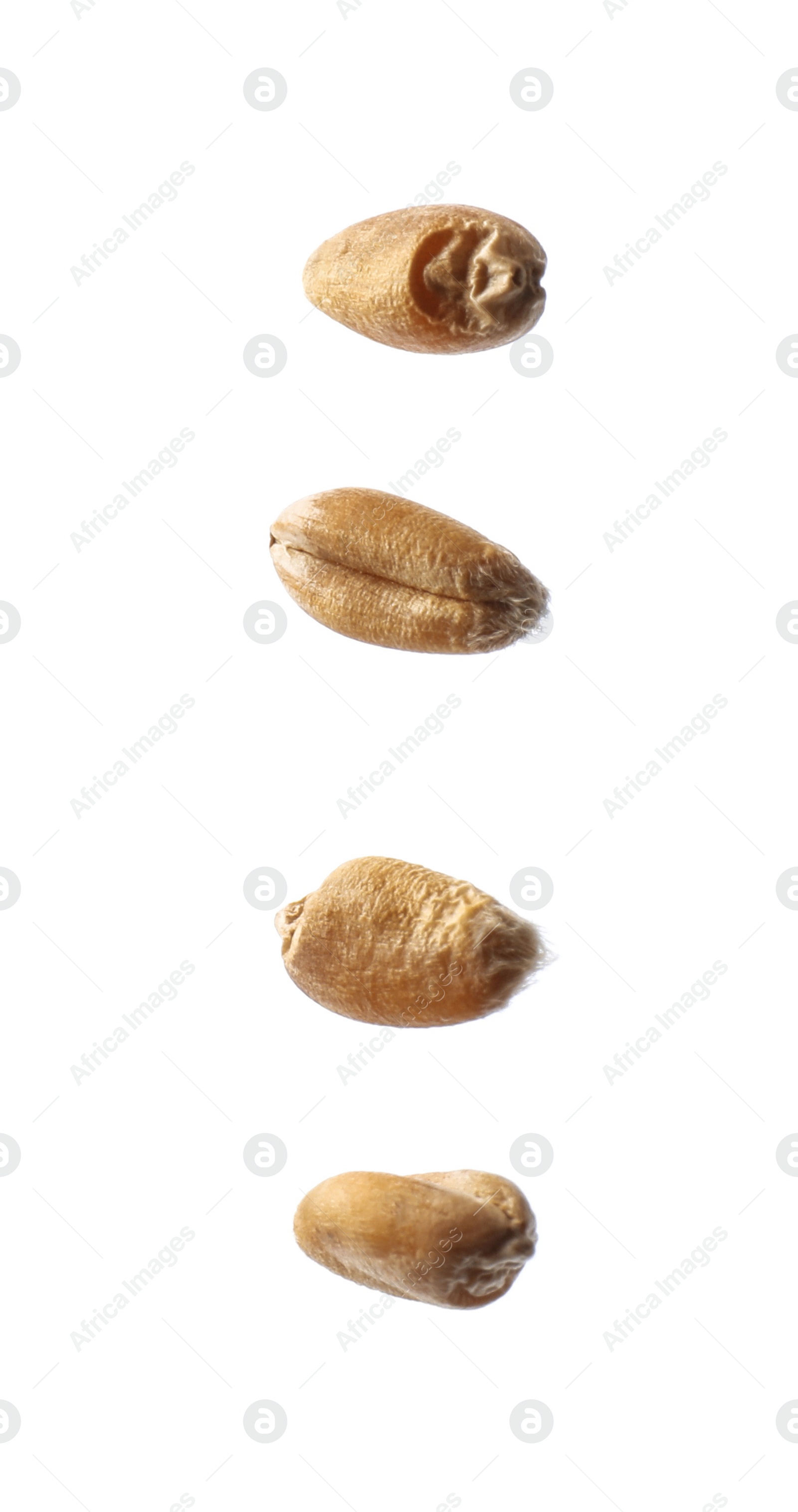 Photo of Dry golden wheat grains on white background