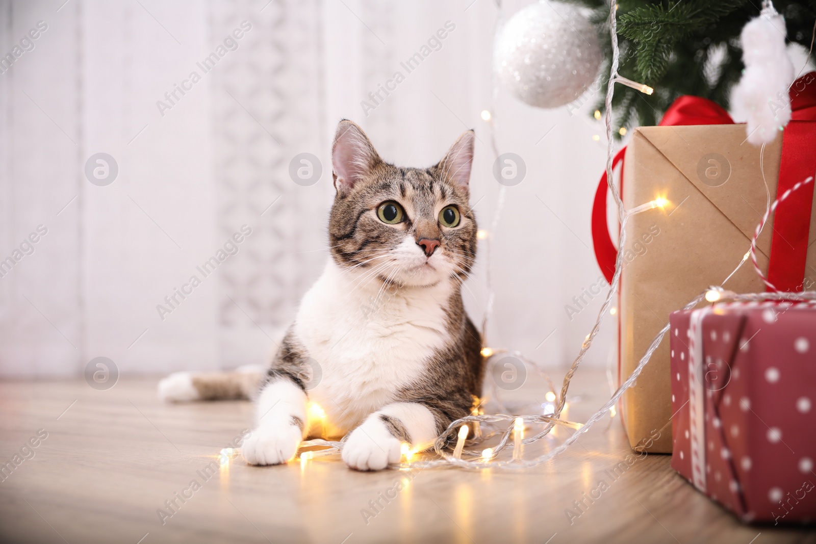 Photo of Cute cat in room decorated for Christmas