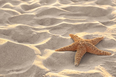 Photo of Sandy beach with beautiful starfish near sea on sunny summer day. Space for text