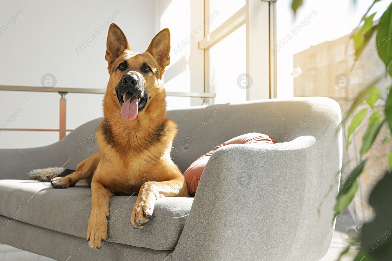 Photo of German shepherd lying on sofa in living room