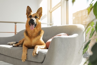 Photo of German shepherd lying on sofa in living room