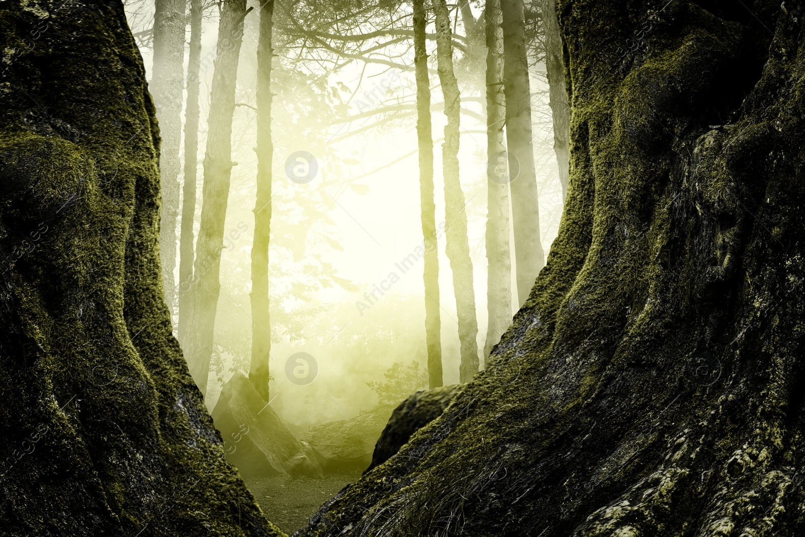 Image of Fantasy world. Creepy misty forest with old trees