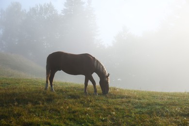 Photo of Beautiful view of horse grazing on misty meadow