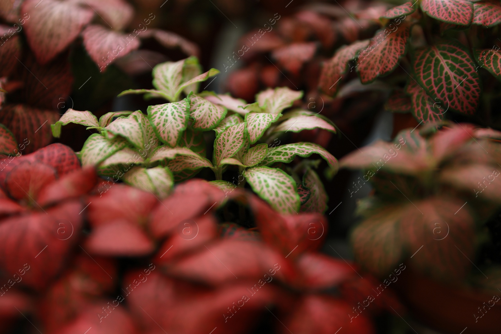 Photo of Beautiful plants with bright leaves in floral shop, closeup