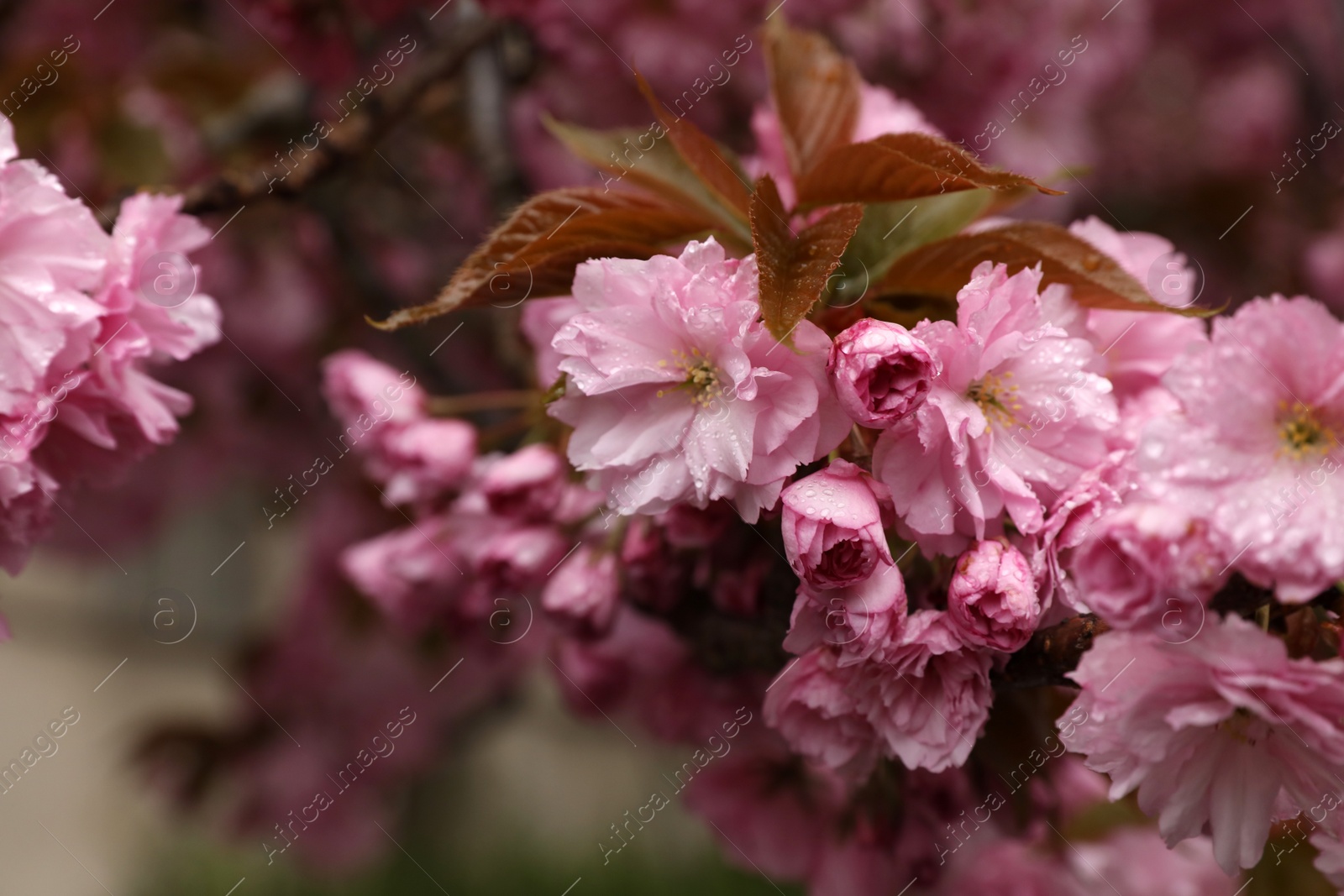 Photo of Beautiful blossoming sakura with water drops outdoors on spring day