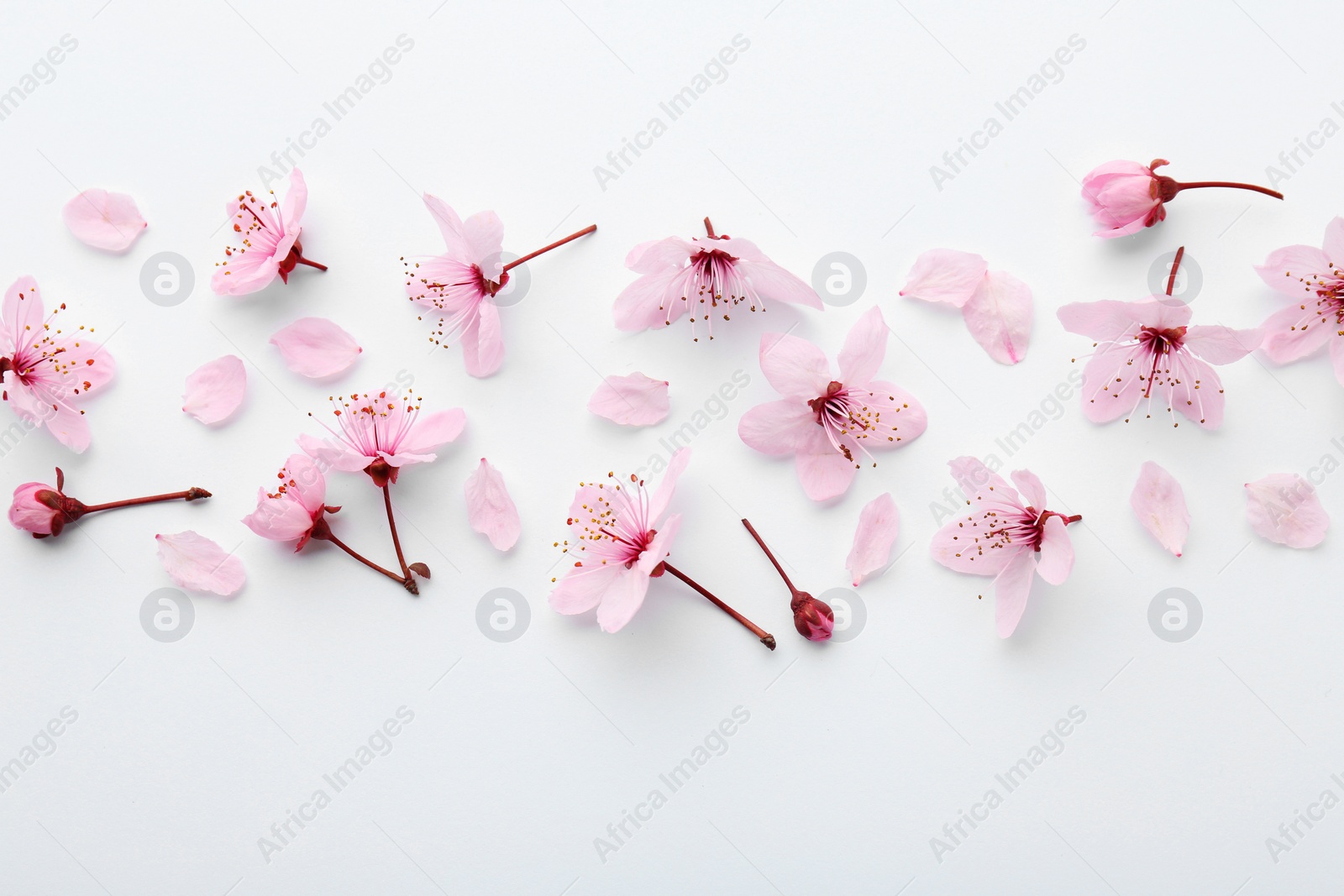 Photo of Beautiful spring tree blossoms and petals on white background, flat lay