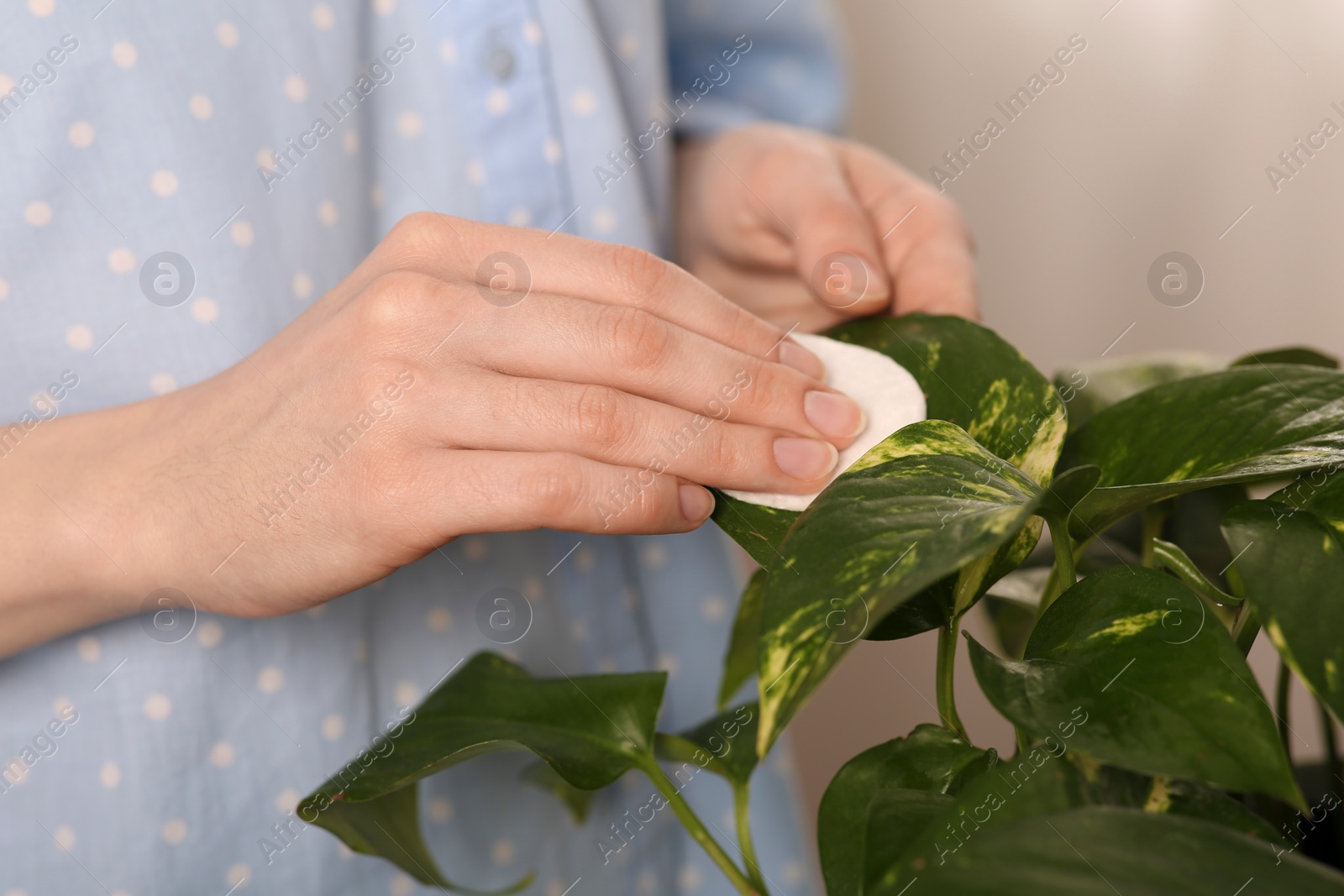 Photo of Woman wiping houseplant's leaves with cotton pad at home, closeup