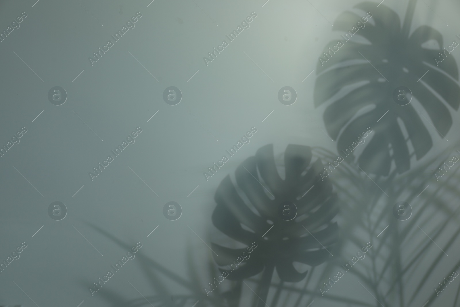 Photo of Shadow of tropical plants on light background, space for text