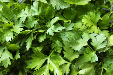 Photo of Fresh green organic parsley as background, closeup