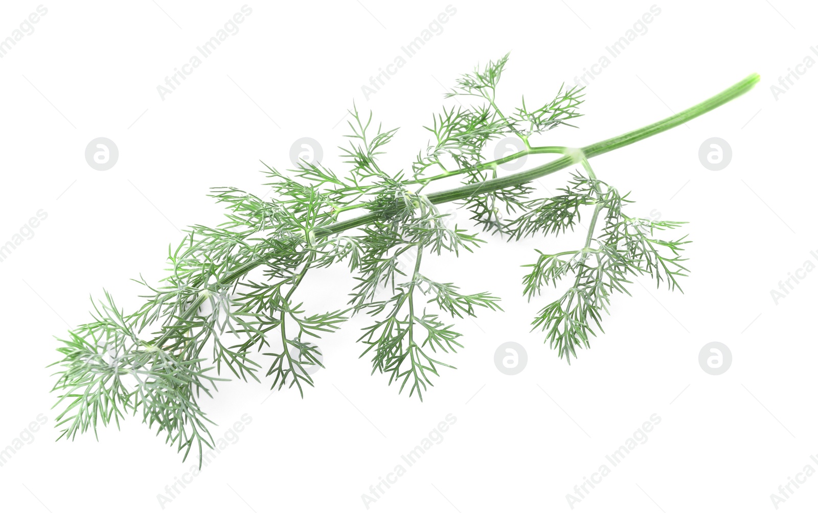 Photo of Sprig of fresh dill isolated on white