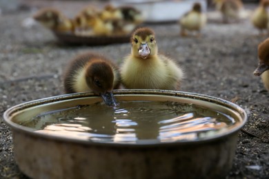 Photo of Cute fluffy duckling near bowl of water in farmyard