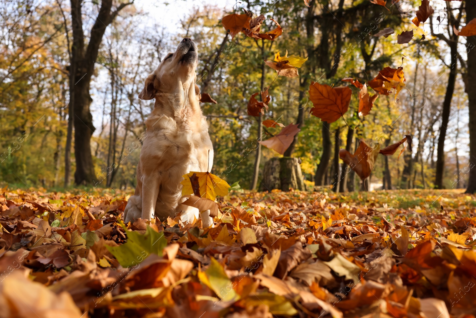 Photo of Cute Labrador Retriever dog on fallen leaves in sunny autumn park