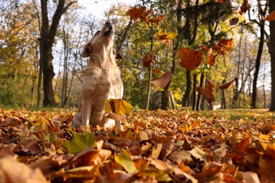 Cute Labrador Retriever dog on fallen leaves in sunny autumn park