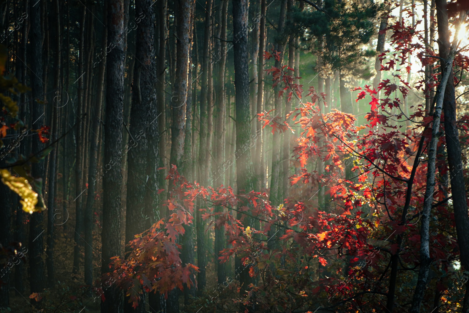 Photo of Majestic view of forest with sunbeams shining through yellowed trees. Autumn season