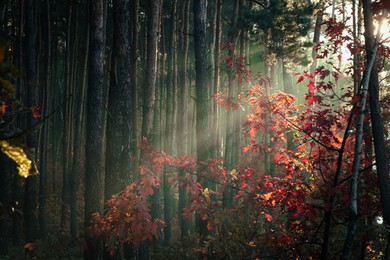 Majestic view of forest with sunbeams shining through yellowed trees. Autumn season