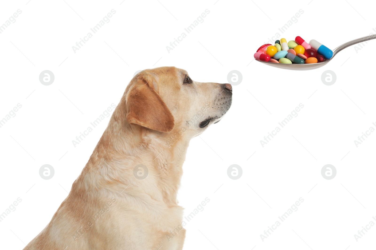 Image of Vitamins for pets. Cute dog and spoon with different pills on white background