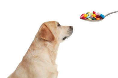 Vitamins for pets. Cute dog and spoon with different pills on white background