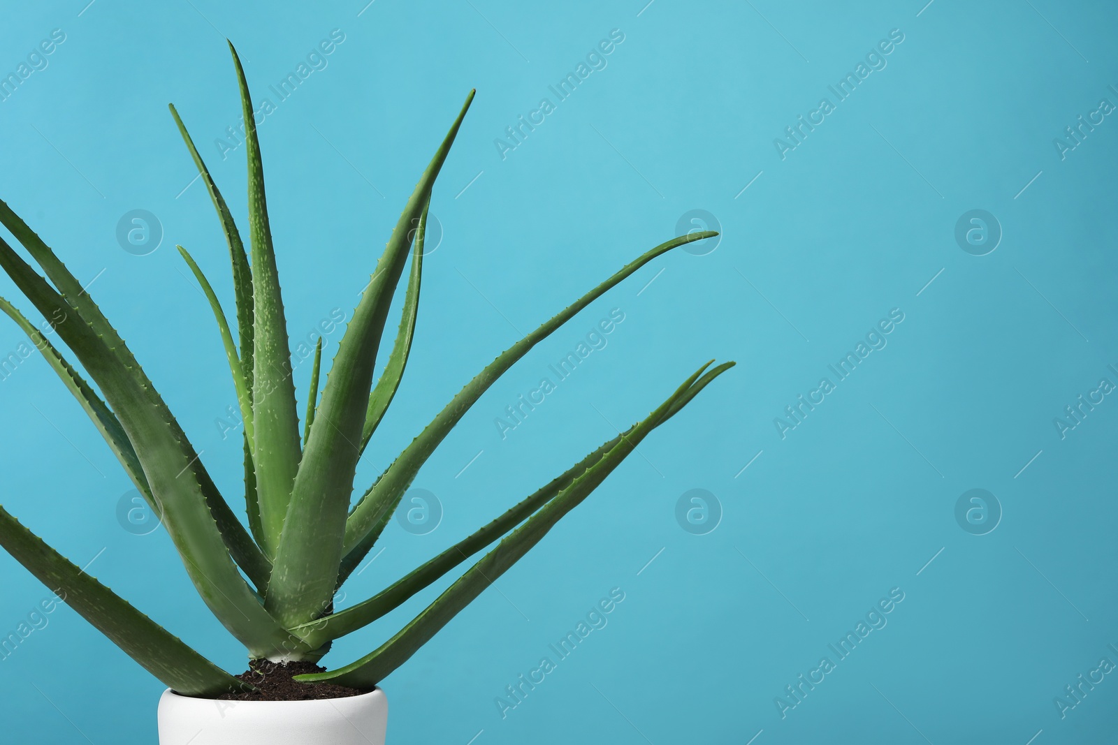 Photo of Green aloe vera in pot on light blue background, space for text