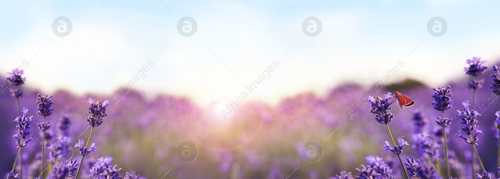 Image of Beautiful sunlit lavender field, closeup. Banner design  