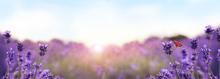 Image of Beautiful sunlit lavender field, closeup. Banner design  