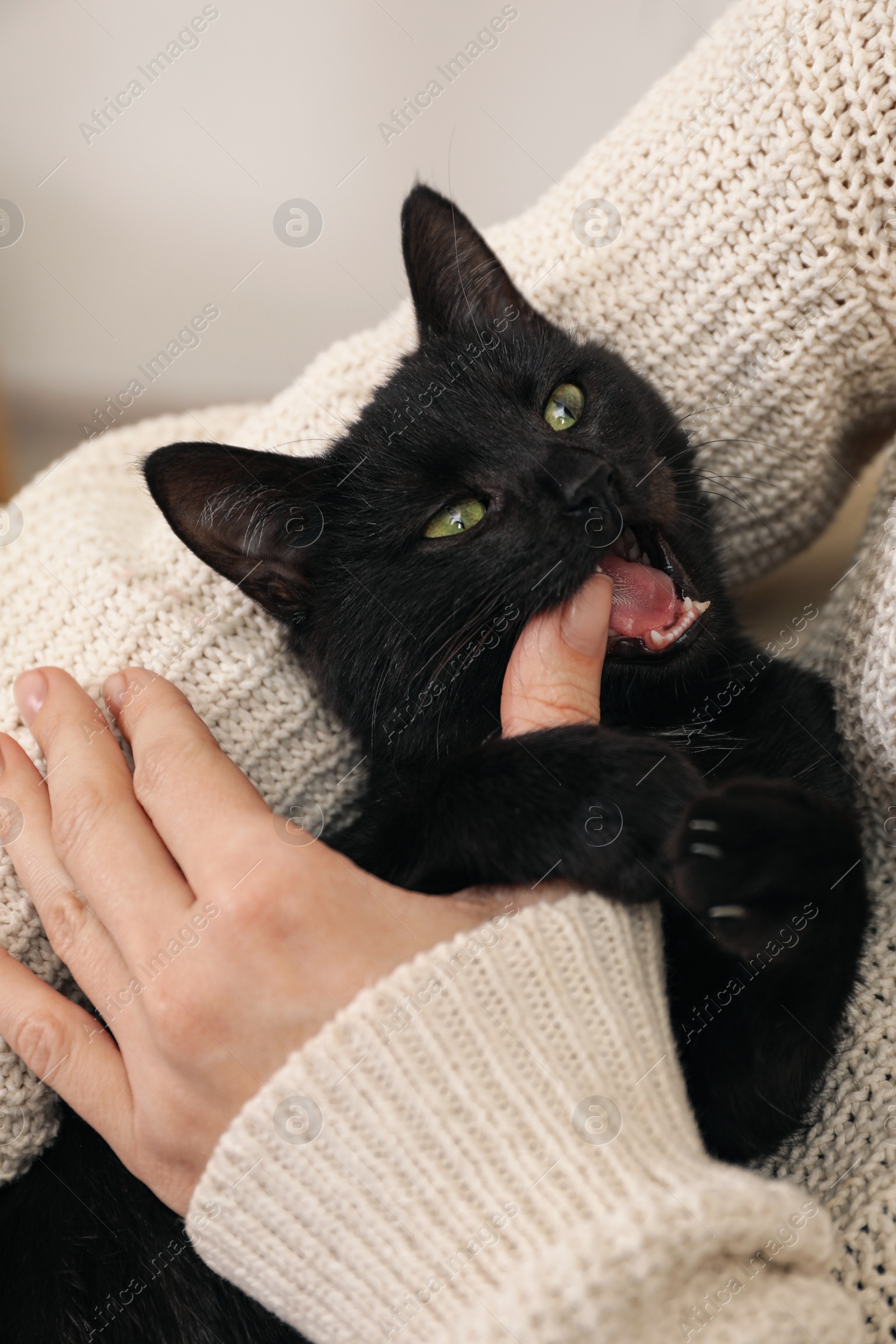 Photo of Owner playing with her adorable black cat, closeup