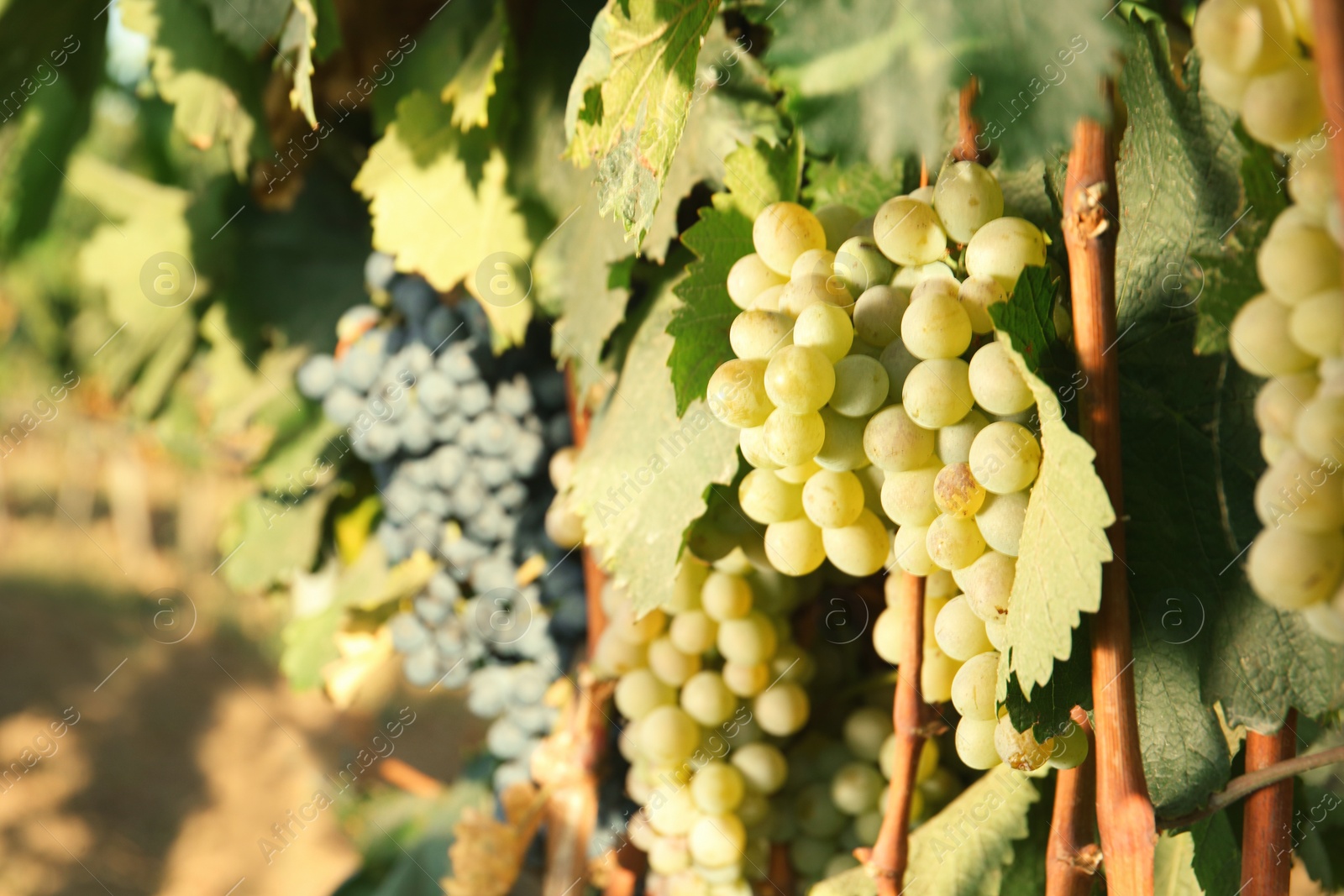 Photo of Bunches of grapes growing in vineyard on sunny day. Wine production