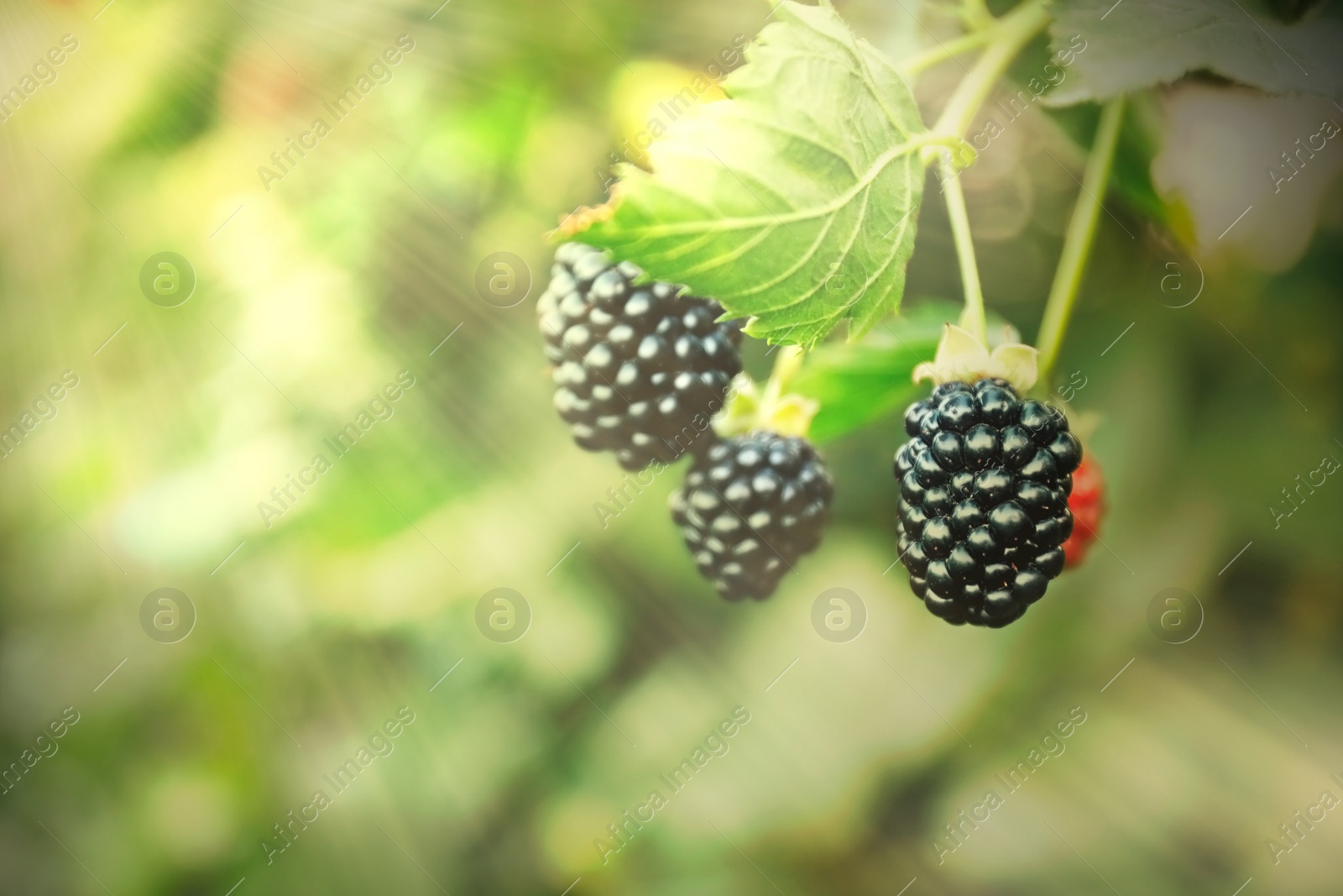 Image of Blackberry bush with ripe berries in garden, closeup