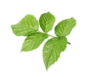 Photo of Fresh green raspberry leaves on white background