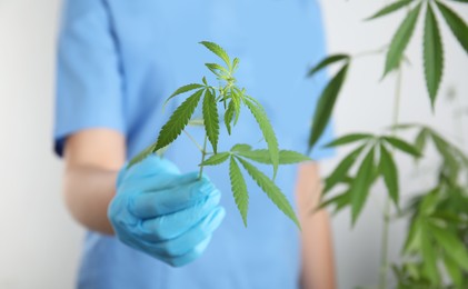 Photo of Doctor holding fresh hemp plant on white background, closeup. Medical cannabis