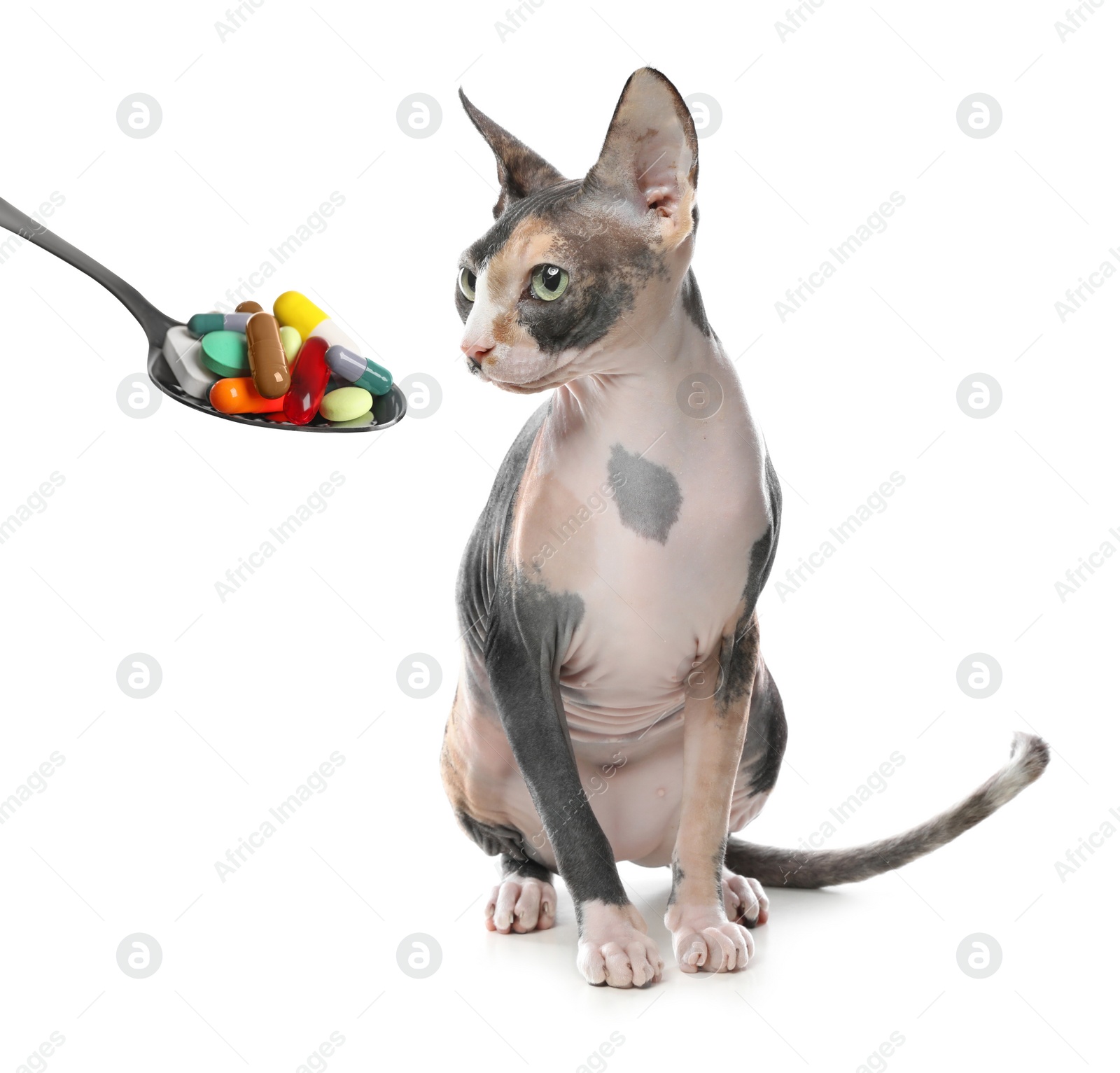 Image of Vitamins for pets. Cute cat and spoon with different pills on white background
