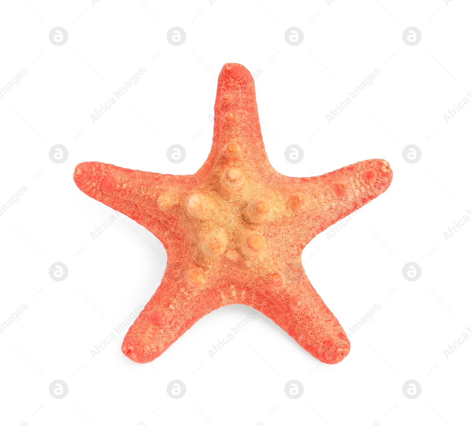 Photo of Beautiful sea star (starfish) isolated on white