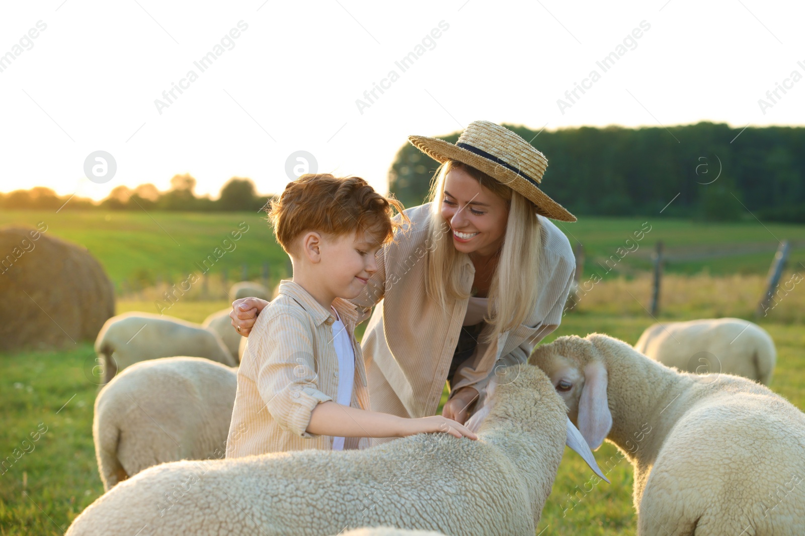 Photo of Mother and son with sheep on pasture. Farm animals