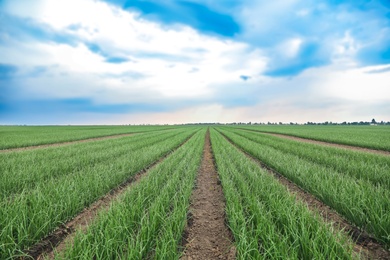 Rows of green onion in agricultural field