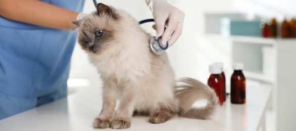 Image of Professional veterinarian examining cat in clinic, closeup. Banner design