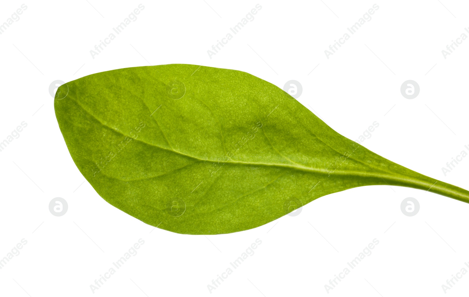 Photo of Fresh green basil leaf isolated on white