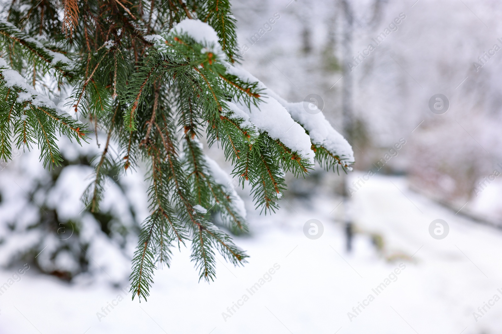 Photo of Fir tree branches covered with snow in winter park, closeup. Space for text