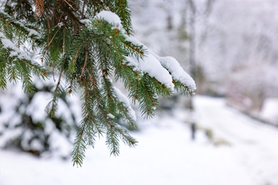Fir tree branches covered with snow in winter park, closeup. Space for text
