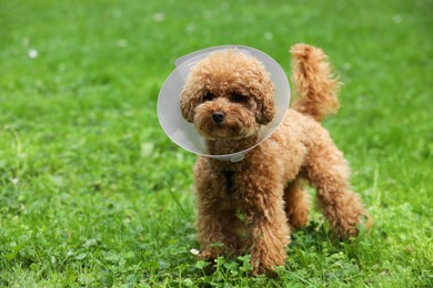 Photo of Cute Maltipoo dog wearing Elizabethan collar outdoors, space for text