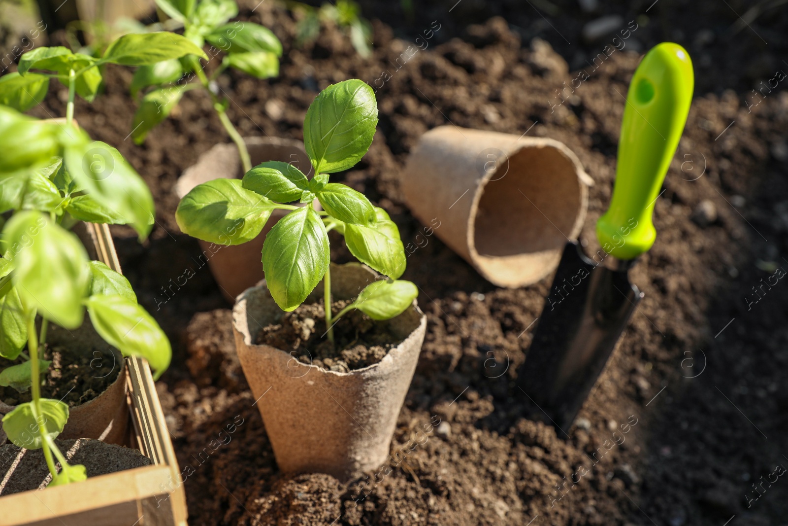 Photo of Beautiful seedlings in peat pots on soil outdoors